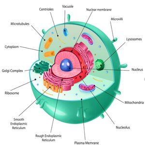 Class VIII Science Chapter 1 Cell-Structure and Functions Summary