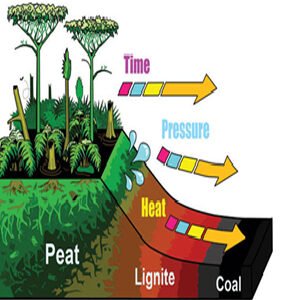 Class VIII Science Chapter 3 Coal And Petroleum Summary