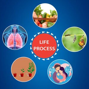 Class X Science Chapter 6 Life Processes  Excretion Questions with Answers