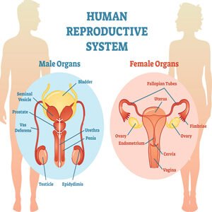 Class X Science Chapter 8 How do Organisms Reproduce MCQs