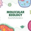 Molecular Biology MCQs